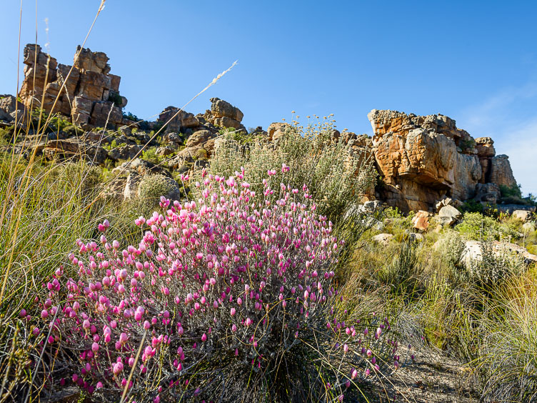 Cederbergen ZA130368-Cederbergen.jpg