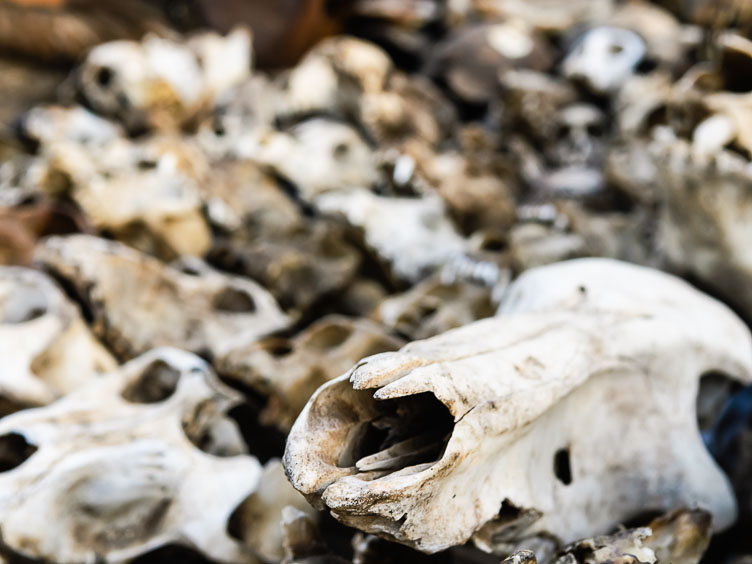 TB070036E-A-pile-of-skulls-at-the-Lome-Fetish-market.jpg