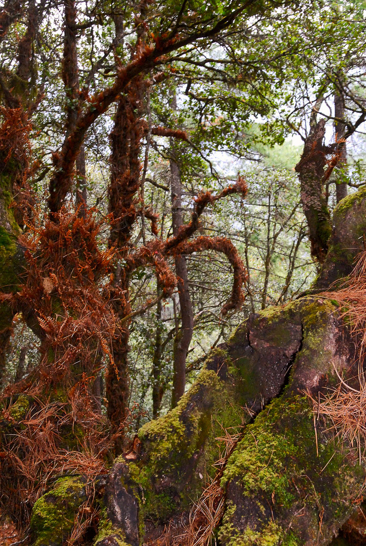 SB06301LB-Alpine-forest-near-Thimphu.jpg