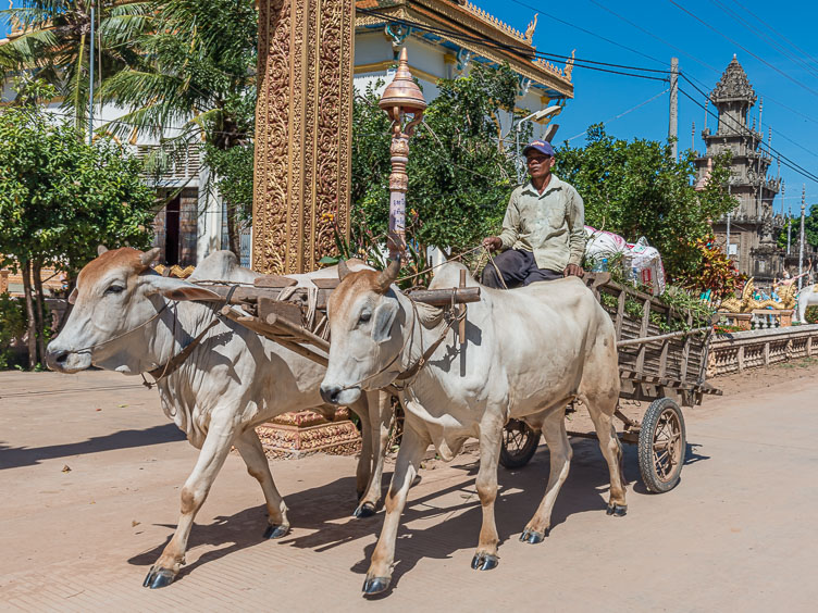 CA170616-Kompong-Cham---Oxcarts-are-common.jpg