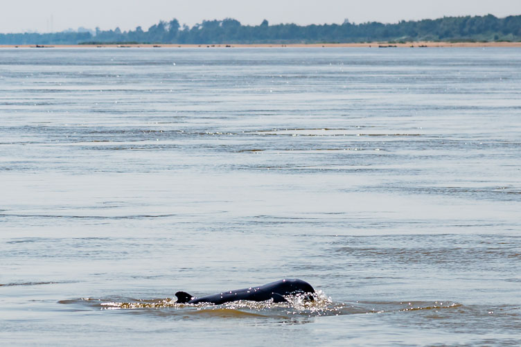 CA170292-Irrawadi-Mekong-dolfin-at-Kampi.jpg