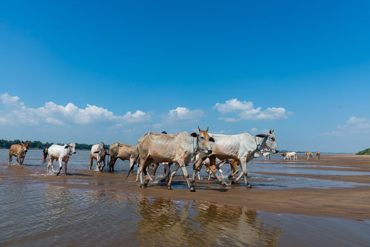 Koh Trong cattle at the Mekong CA170368-Koh-Trong-cattle-at-the-Mekong.jpg