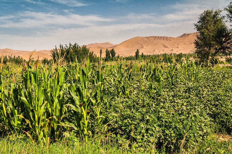 Dunhuang crops and dunes CN090002-Dunhuang-crops-and-dunes.jpg