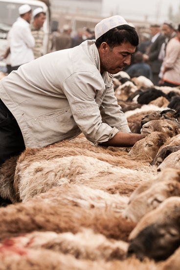 CN090536E-Kashgar-livestock-market.jpg CN090536E-Kashgar-livestock-market.jpg