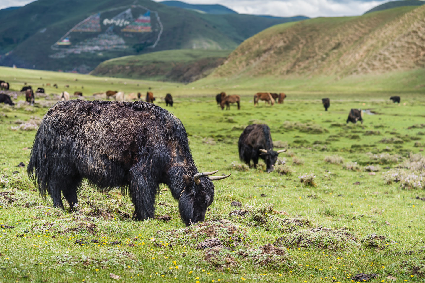 CN151712E-Yaks-at-the-Tagong-grasslands.jpg