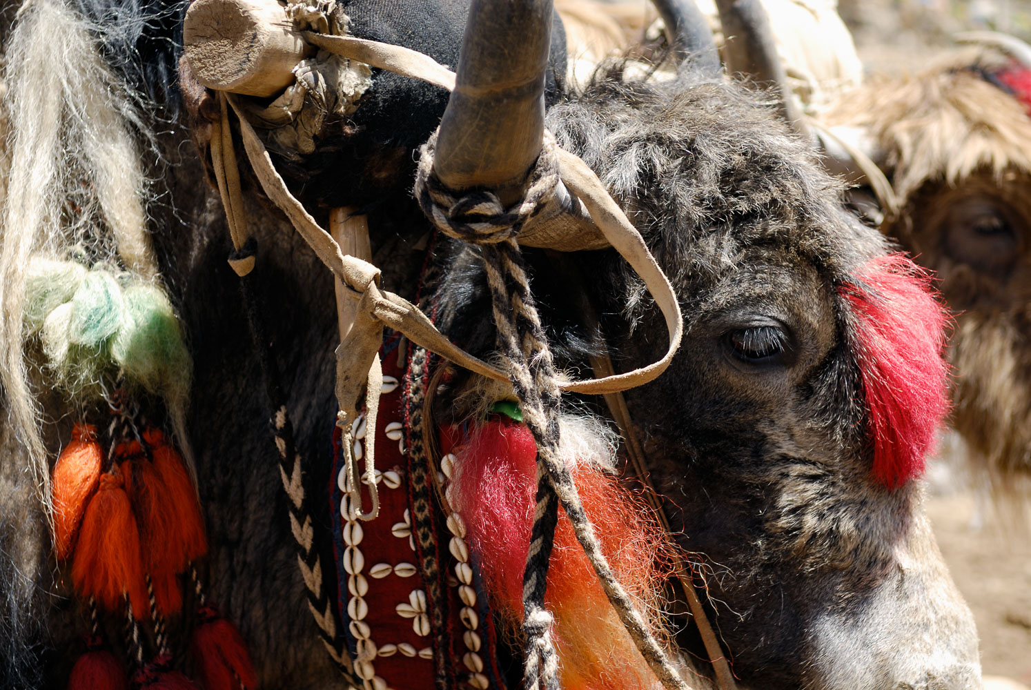 CN070730-Kongpo-Gyamda-to-Lhasa---decorated-yaks-.jpg