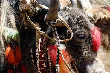CN070730-Kongpo-Gyamda-to-Lhasa---decorated-yaks-.jpg CN070730-Kongpo-Gyamda-to-Lhasa---decorated-yaks-.jpg