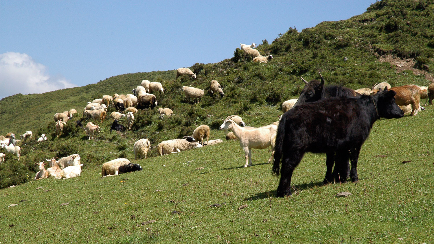 CN050949-Grazing-herds-in-Songpan.jpg