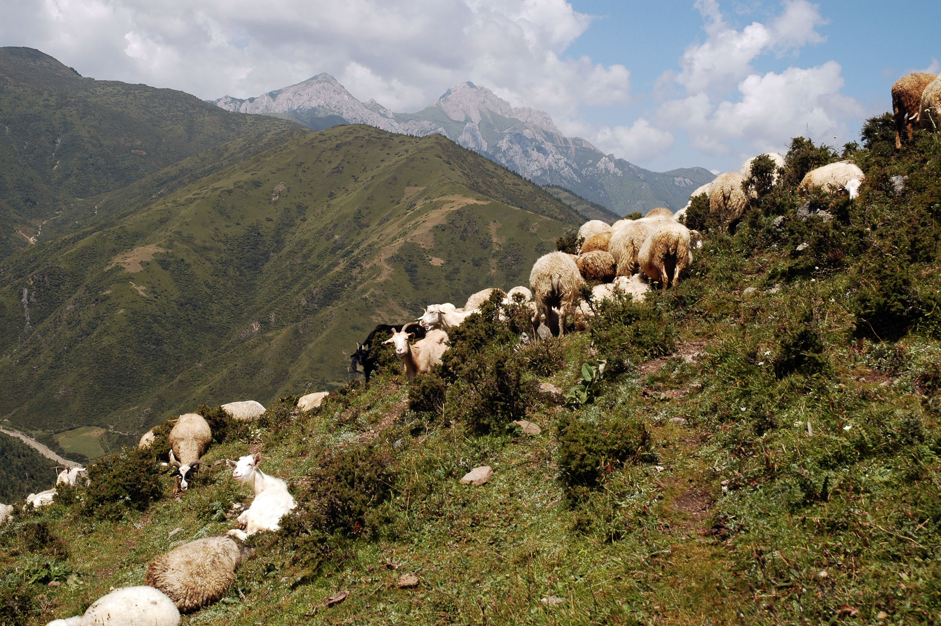 CN050950-Cattle-in-Songpan.jpg