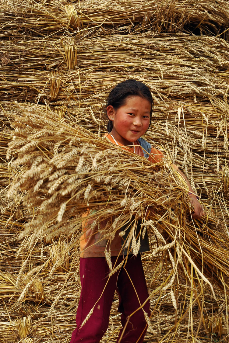 CN050713-Harvesting-Tongren.jpg