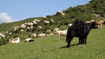 CN050949-Grazing-herds-in-Songpan.jpg CN050949-Grazing-herds-in-Songpan.jpg