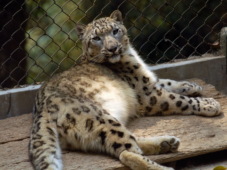 SB06180-Darjeeling-Zoo-Snowleopard.jpg