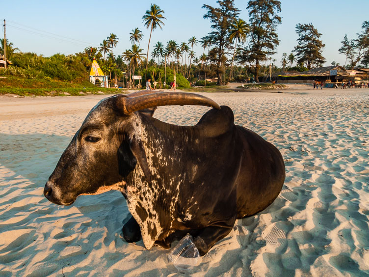 Arambol beach IN110191-Arambol-beach.jpg