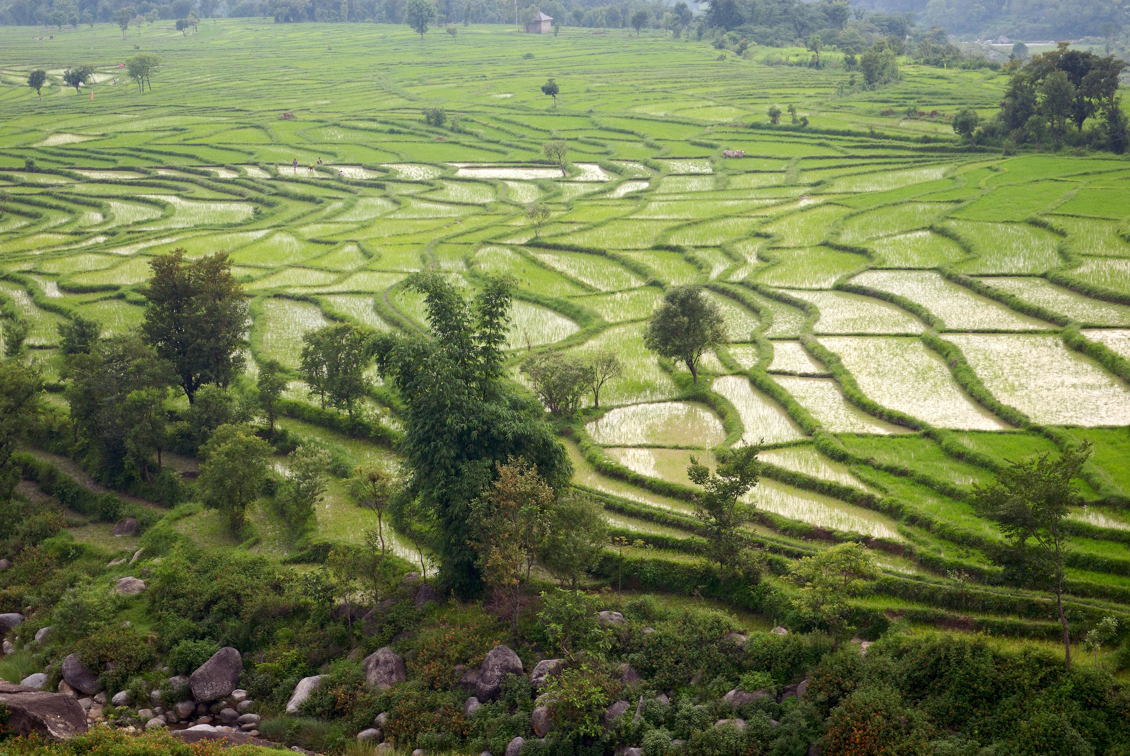 IN070996L-Rice-paddies-between-Dharamsala-and-Amritsar.jpg