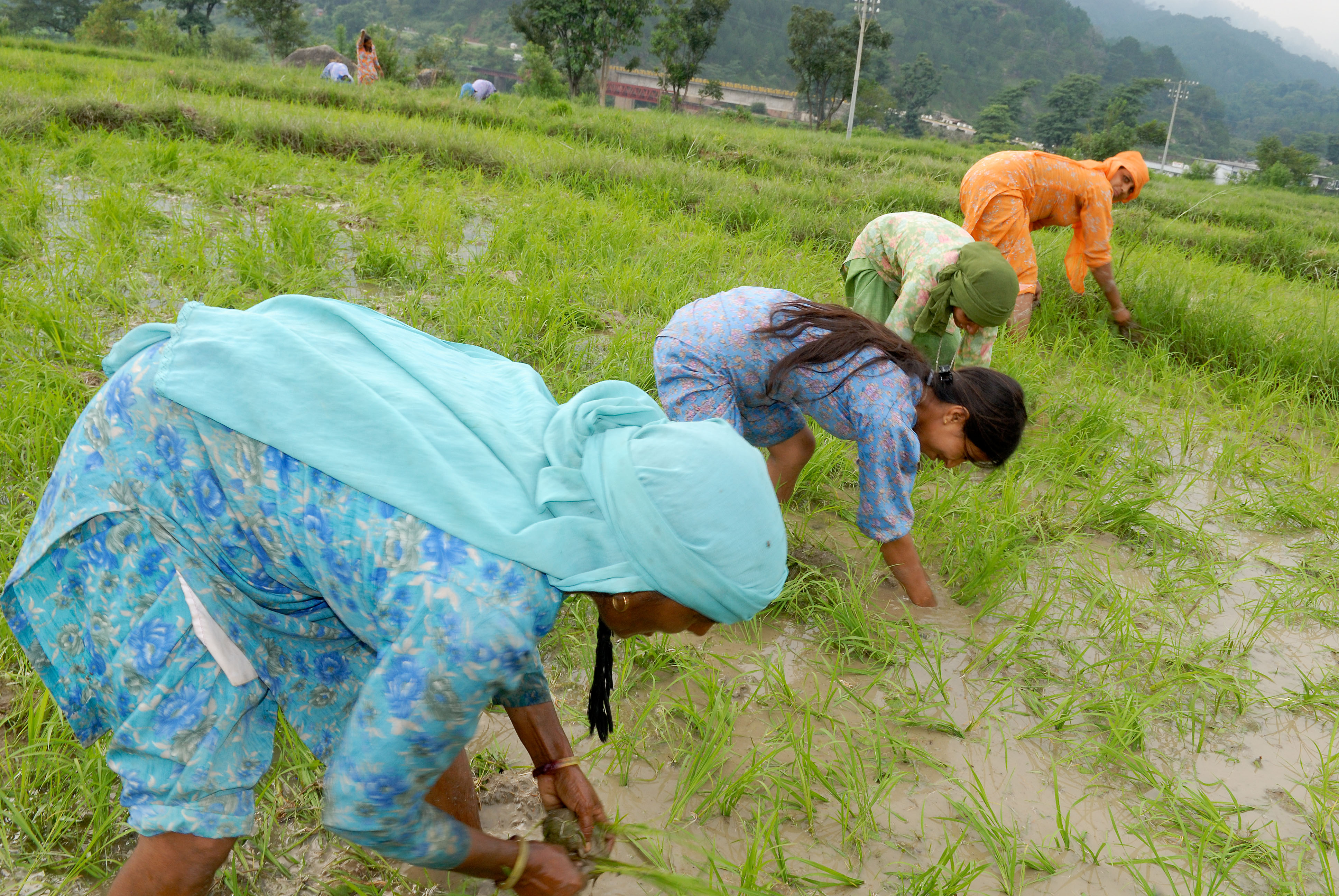 IN071000-Rice-harvesting-between-Dharamsala-and-Amritsar.jpg