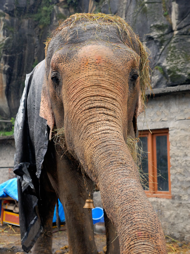 IN070904-Manali-Elephant.jpg