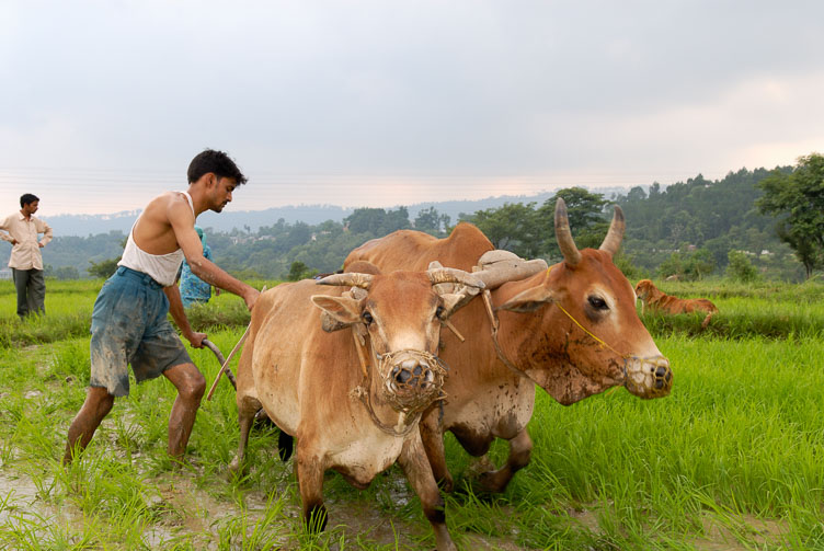 Himachal Pradesh