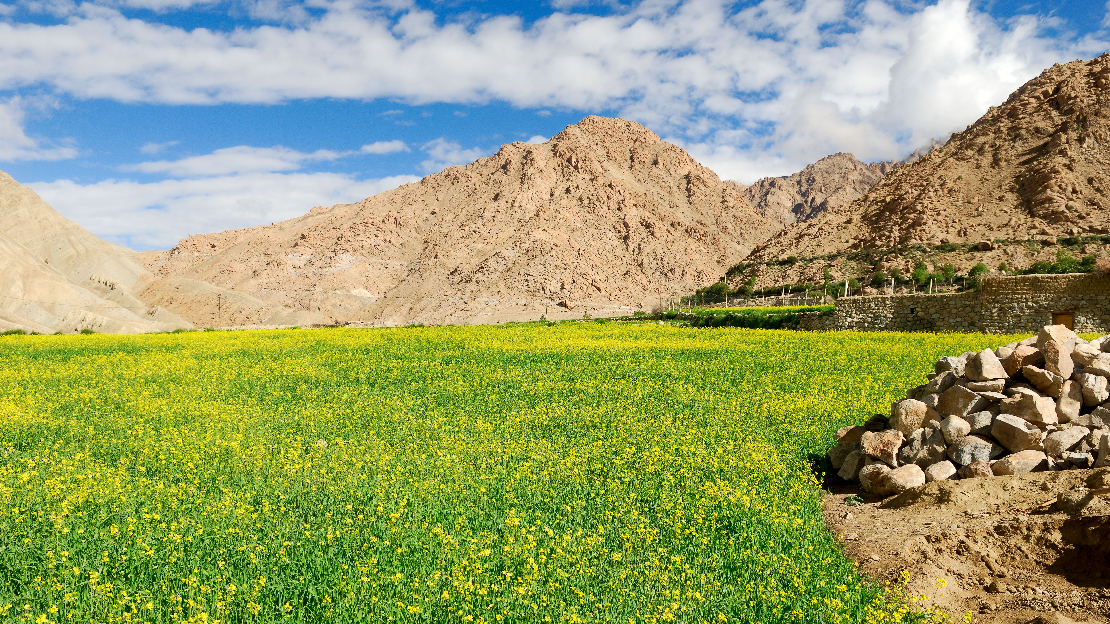 IN070567L-Mustard-fields-at-Themisgang.jpg