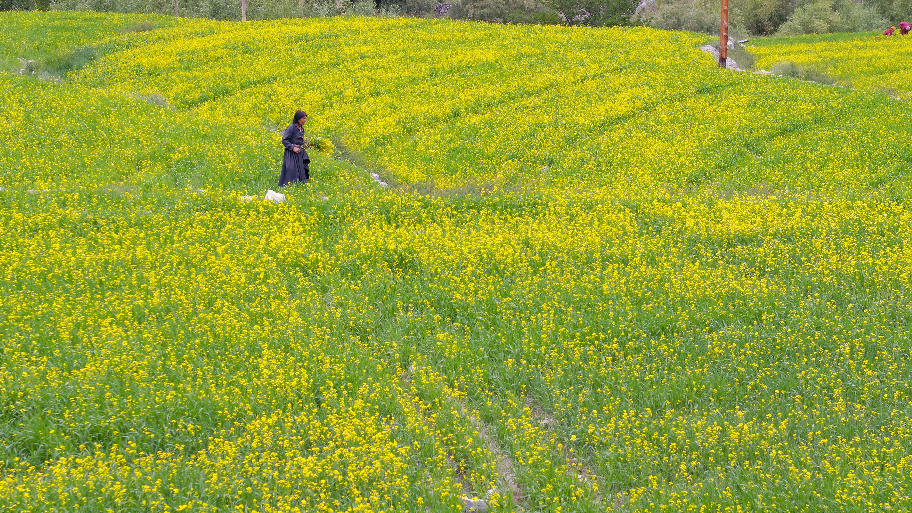 IN070616-Mustard-fields-at-Themisgang.jpg