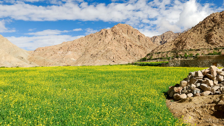 Mustard fields at Themisgang IN070567L-Mustard-fields-at-Themisgang.jpg