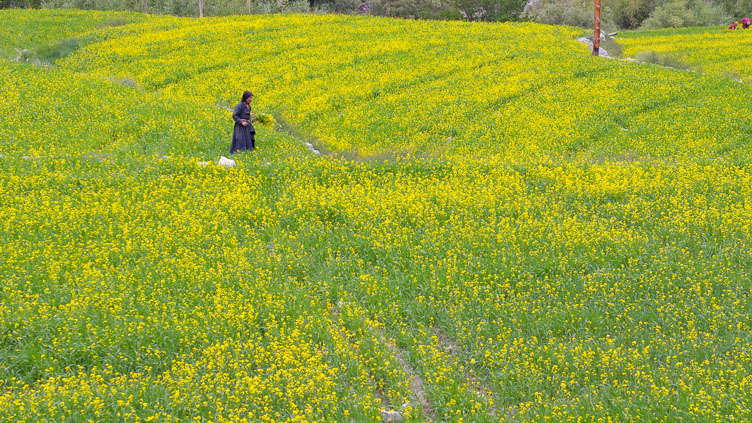 Mustard fields at Themisgang IN070616-Mustard-fields-at-Themisgang.jpg