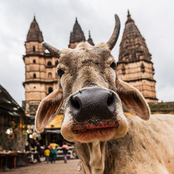 Orchha & Gwalior