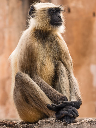 IN141330E-Orchha-Monkey-at-the-Fort_v1.jpg