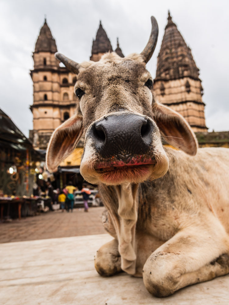 IN141340E-Orchha--temple-square-inhabitant.jpg