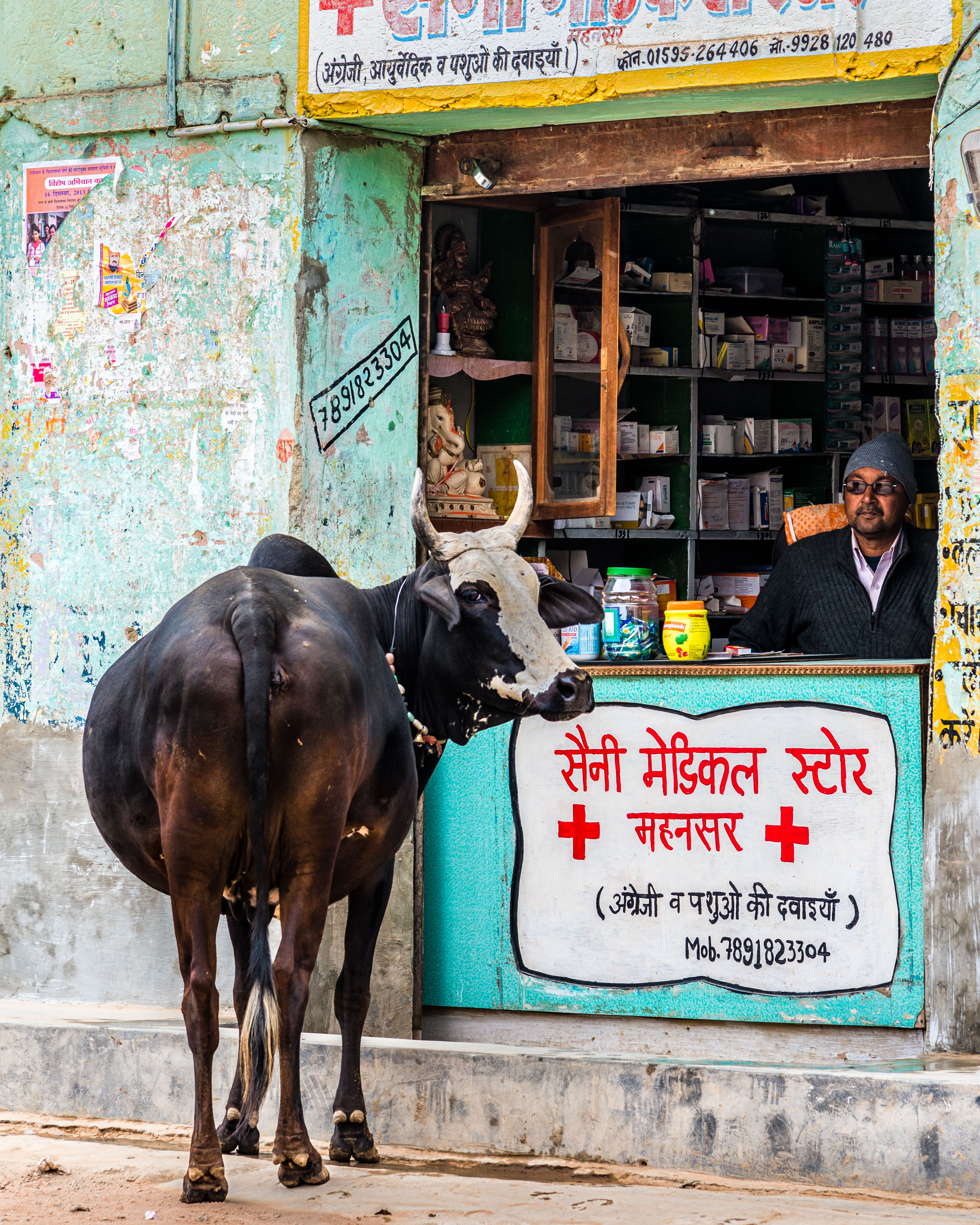 IN140850-Edit-Mahansar---the-cow-art-the-drugstore.jpg