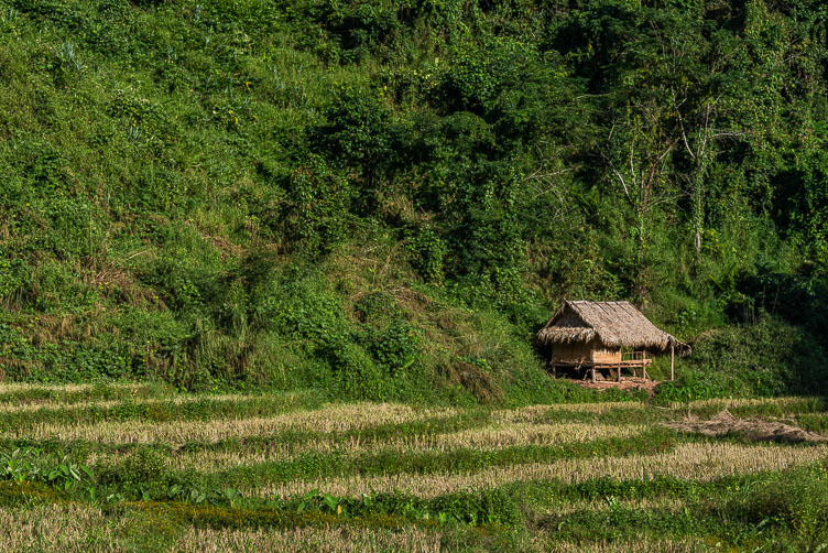 LA163059-A-hut-in-the-fields-near-Luang-Namtha.jpg