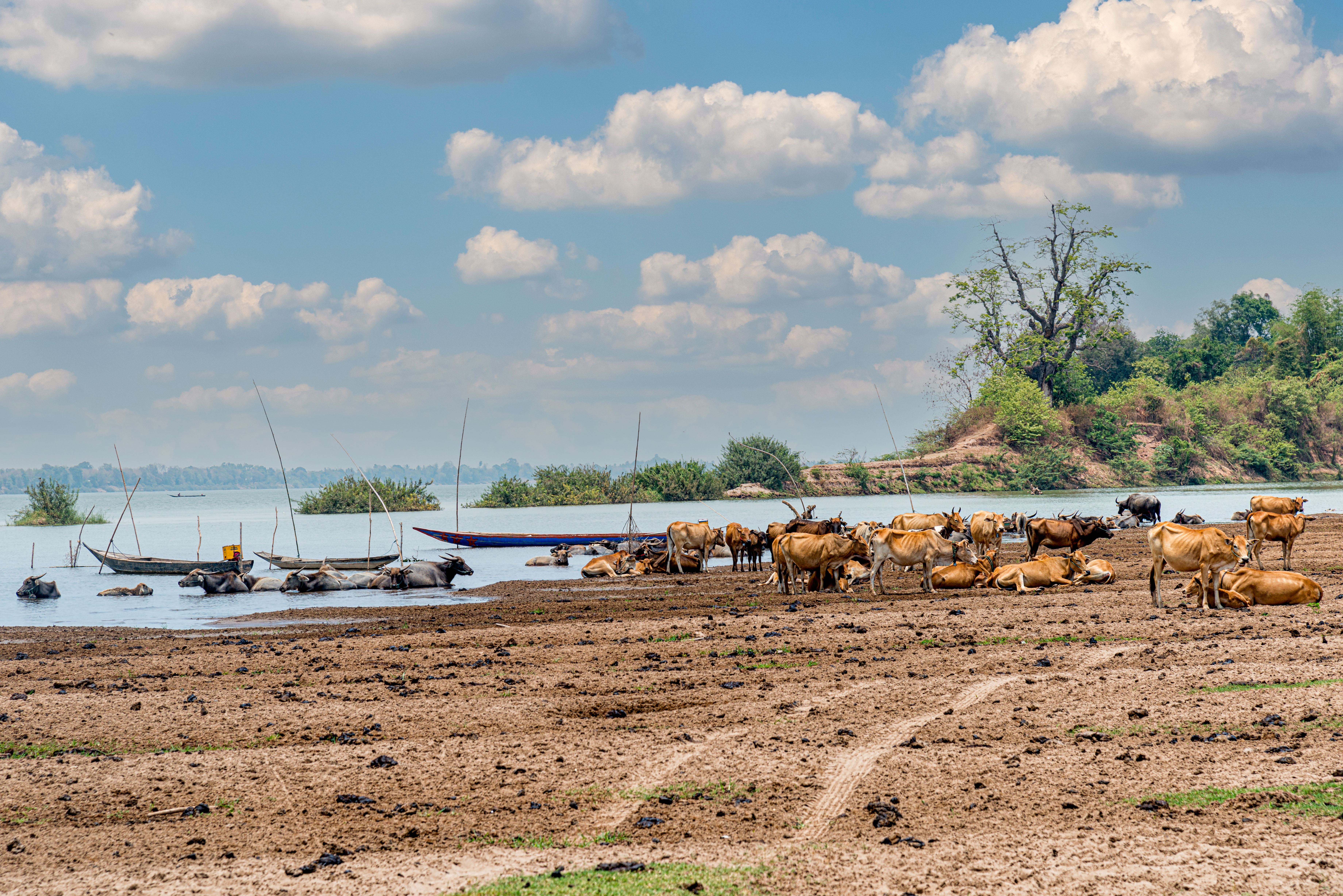 LA161048-Don-Khong---cattle-at-the-Mekong.jpg