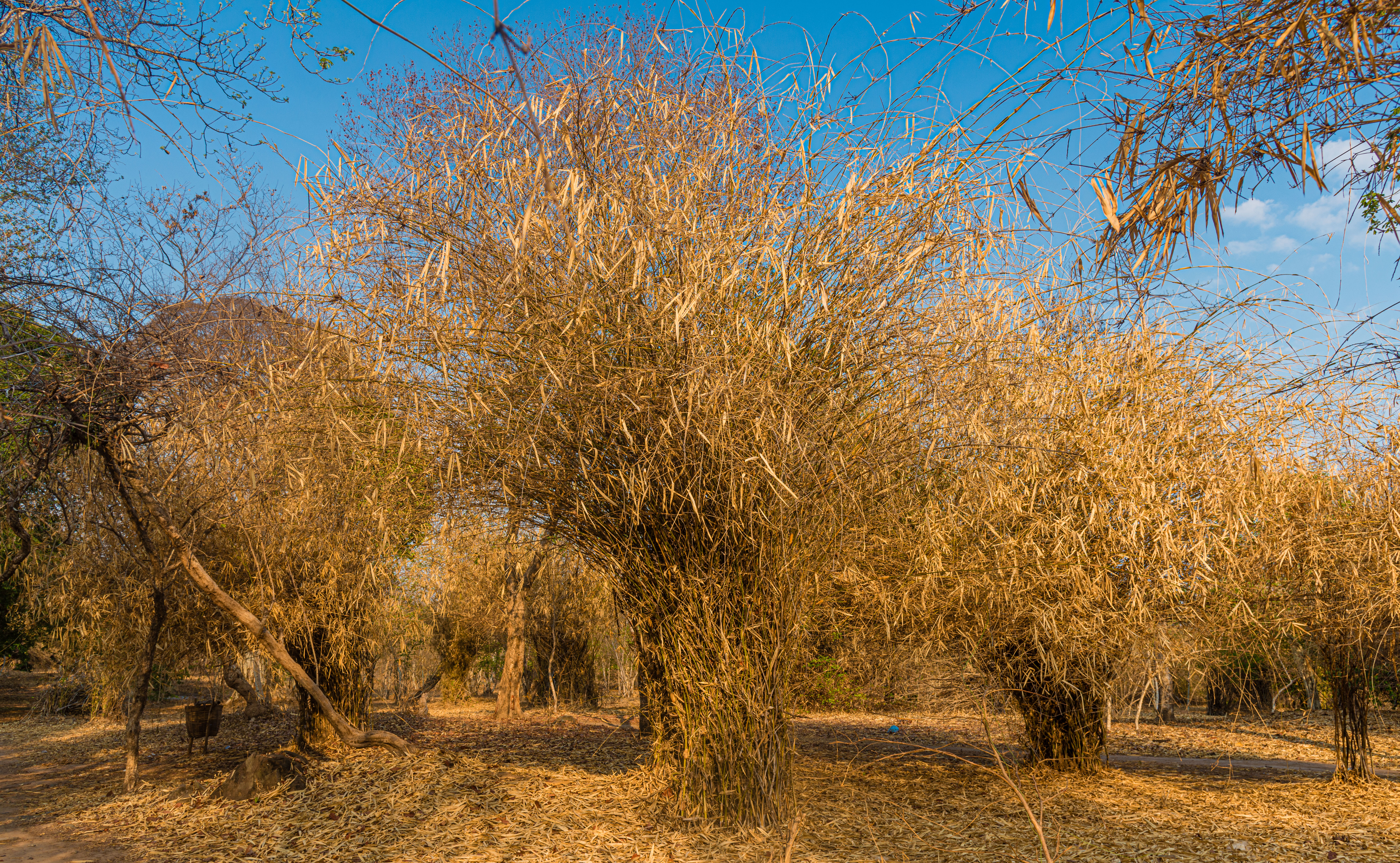 LA161098-Bamboo-on-Don-Khone.jpg