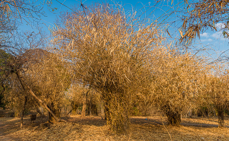 LA161098-Bamboo-on-Don-Khone.jpg