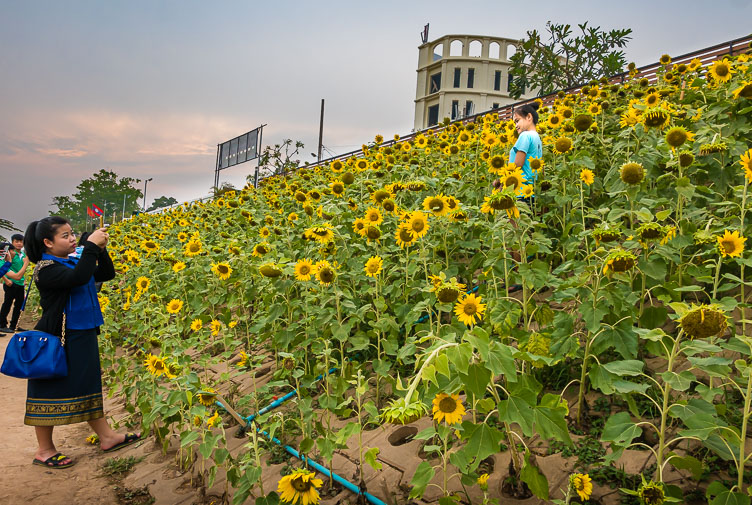 LA160420-Sunflowers-at-the-banks-of-the-Mekong.jpg