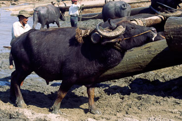 MY96014-Mandalay-buffaloes-at-work.jpg