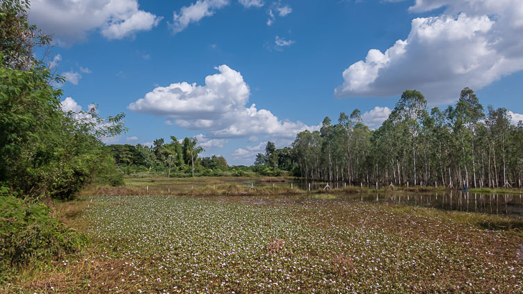 TL171077-Wetlands-south-of-Nong-Khai.jpg