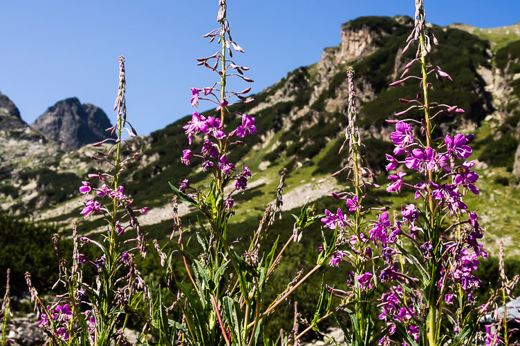Northside Rila NP BG120448E-Northside-Rila-NP.jpg