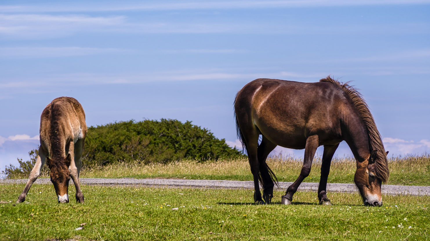 GB150400-E-Exmoor-Ponies.jpg