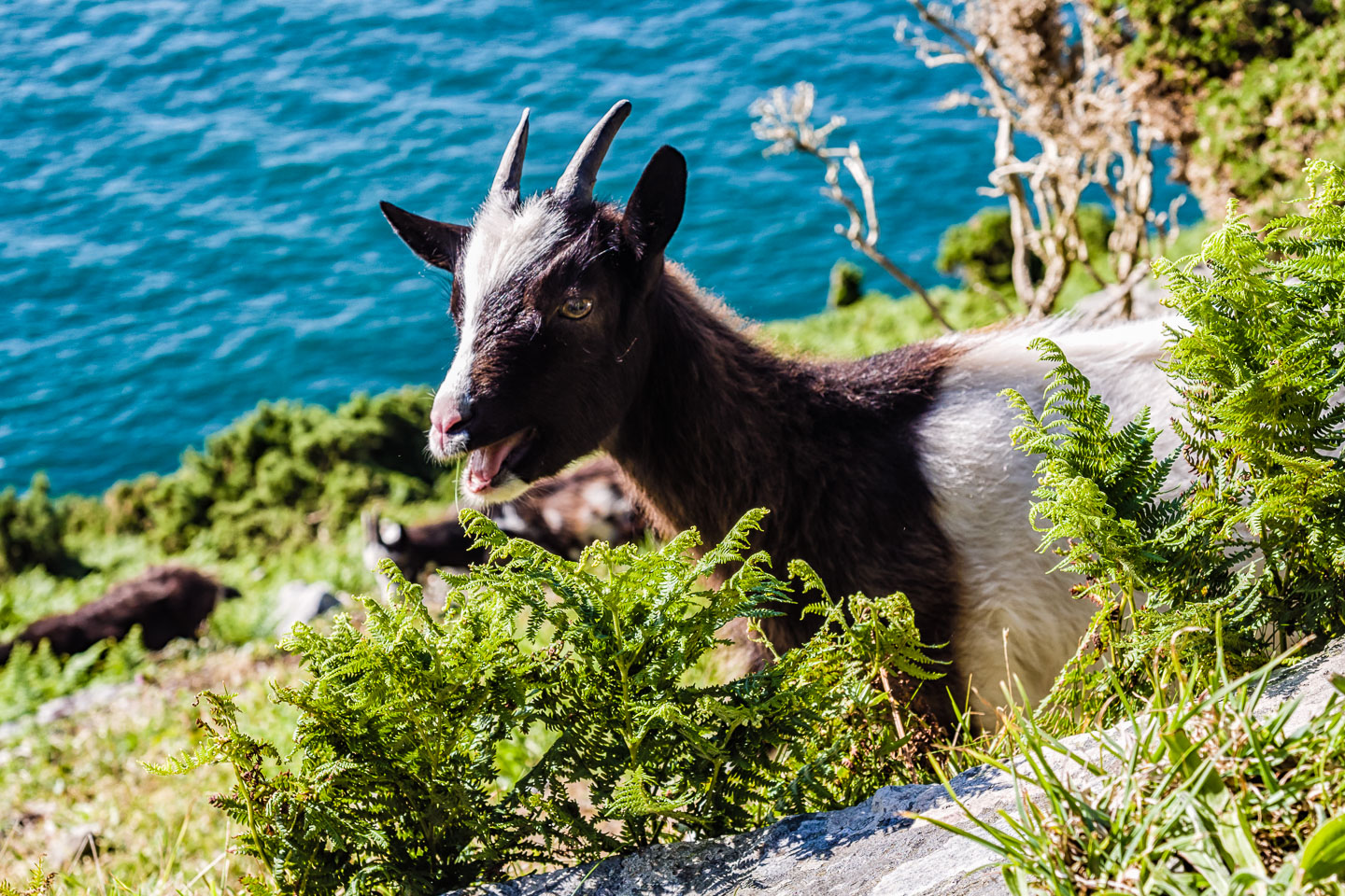 GB150487-E-Exmoor-Coast-Path.jpg