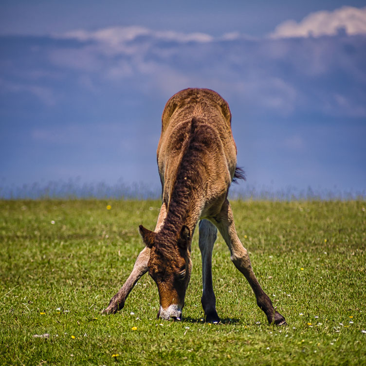 GB150398-E-Exmoor-Ponies.jpg