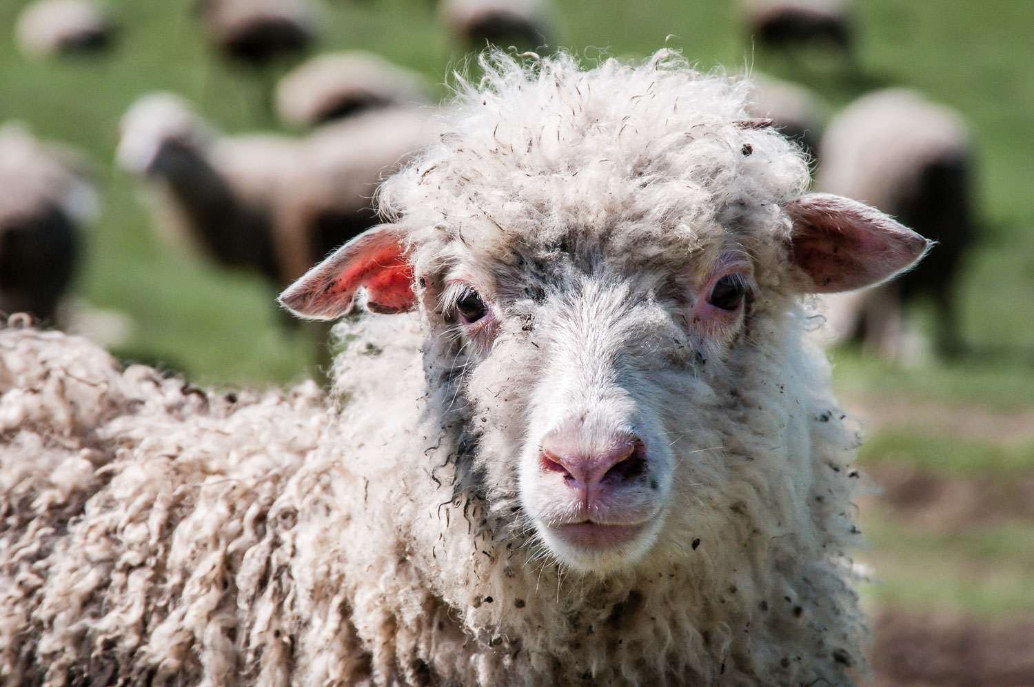 GE110079-1-Sheep-on-the-road-to-Gori.jpg