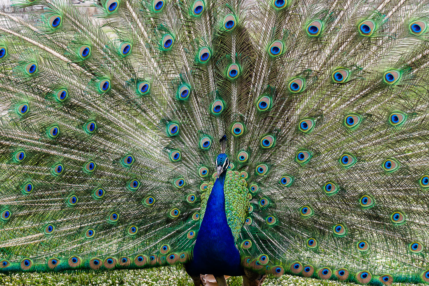 MA140123E-Lake-Ohrid-peacock-at-Sveti-Naum-monastery.jpg