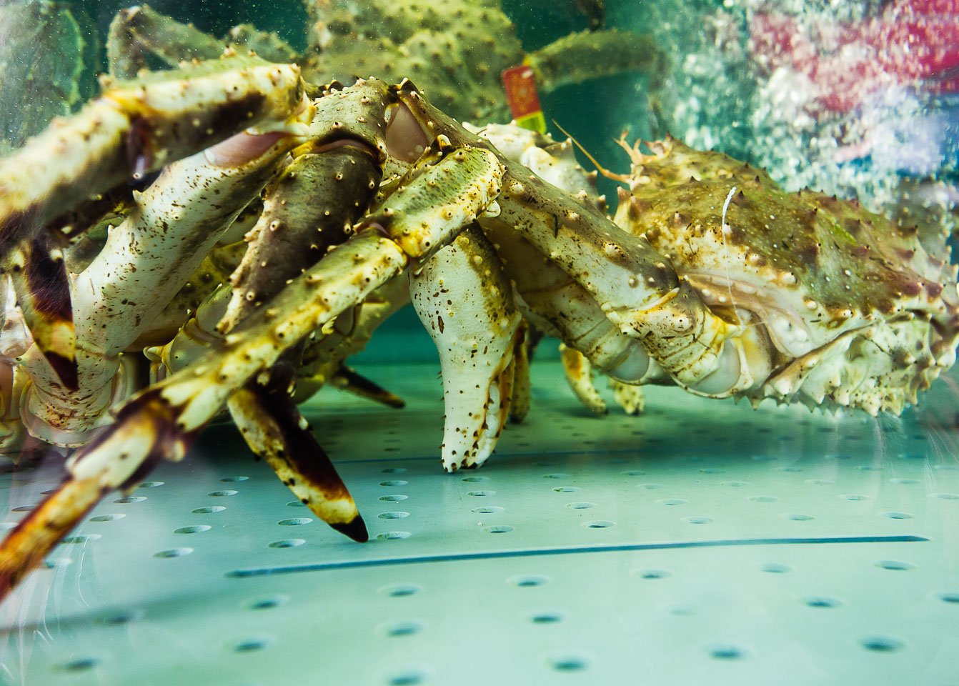 NO140045E-Bergen-Crabs-at-the-fish-market.jpg