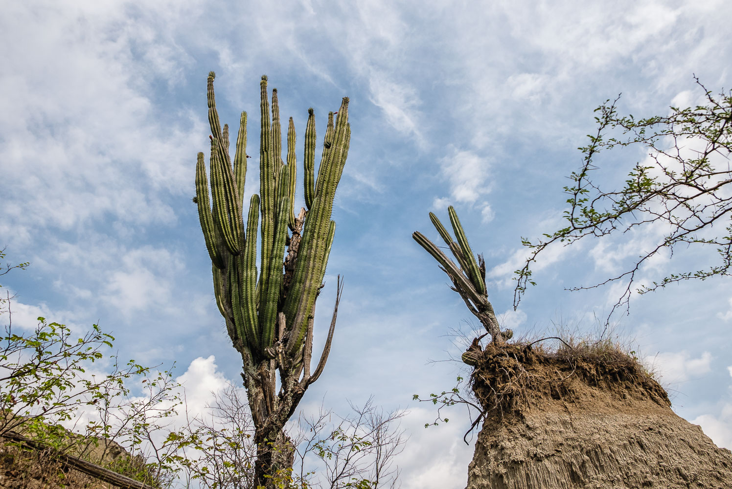 CO150360E-Tatacoa-desert-cacti.jpg