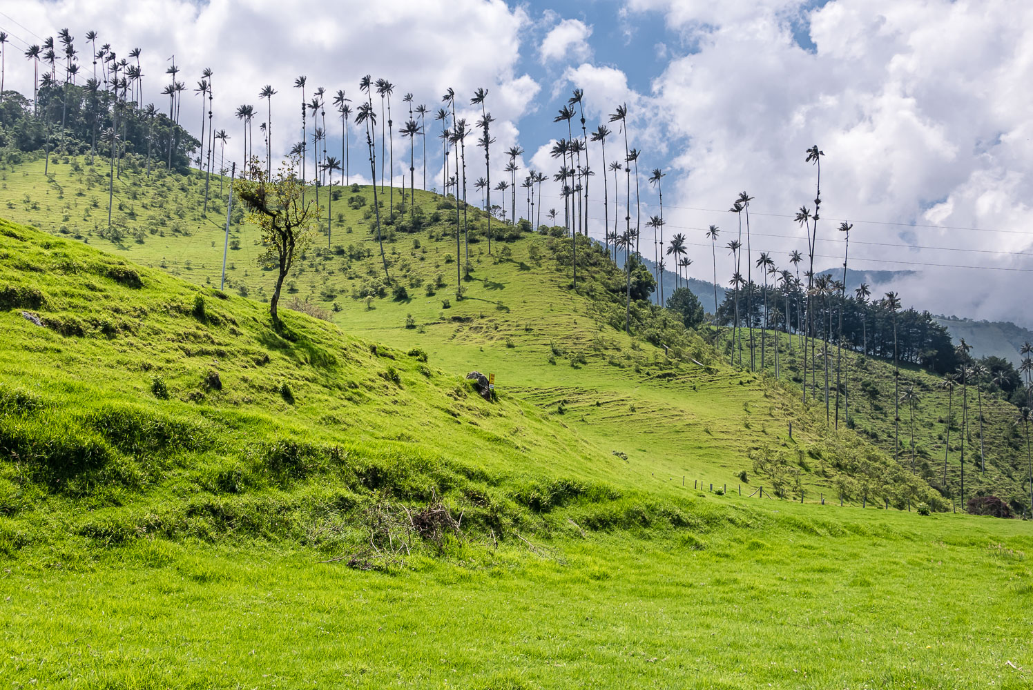 CO150737E-Cocora-valley-Palmas-de-Cera.jpg