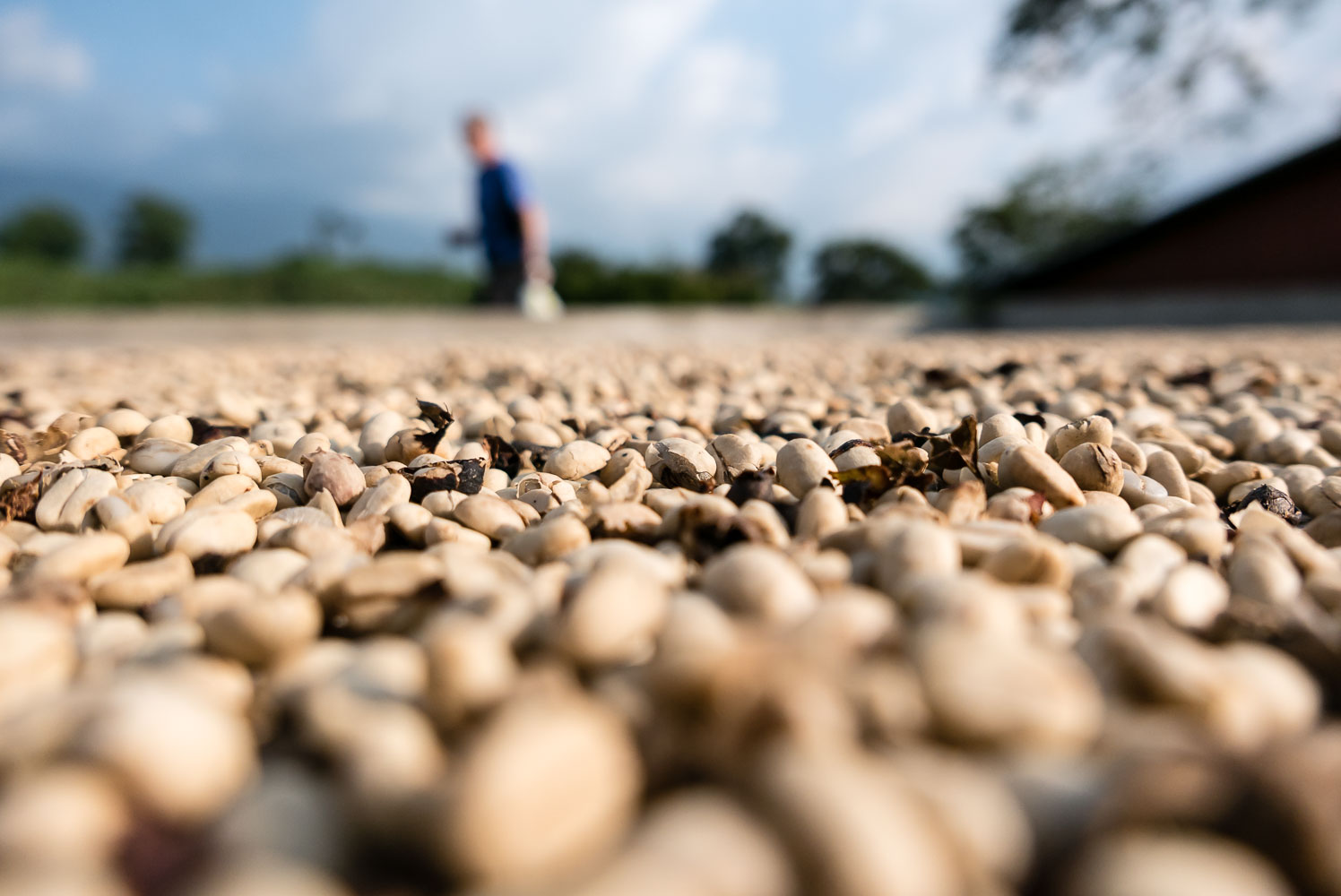 CO150928-2E-Cocora-coffee-beans-out-to-dry.jpg