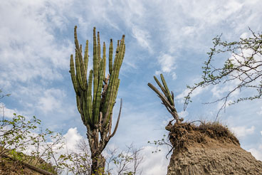 CO150360E-Tatacoa-desert-cacti.jpg CO150360E-Tatacoa-desert-cacti.jpg