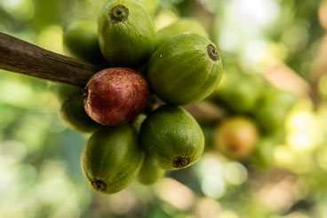 CO150900E-Cocora-coffee-beans.jpg CO150900E-Cocora-coffee-beans.jpg