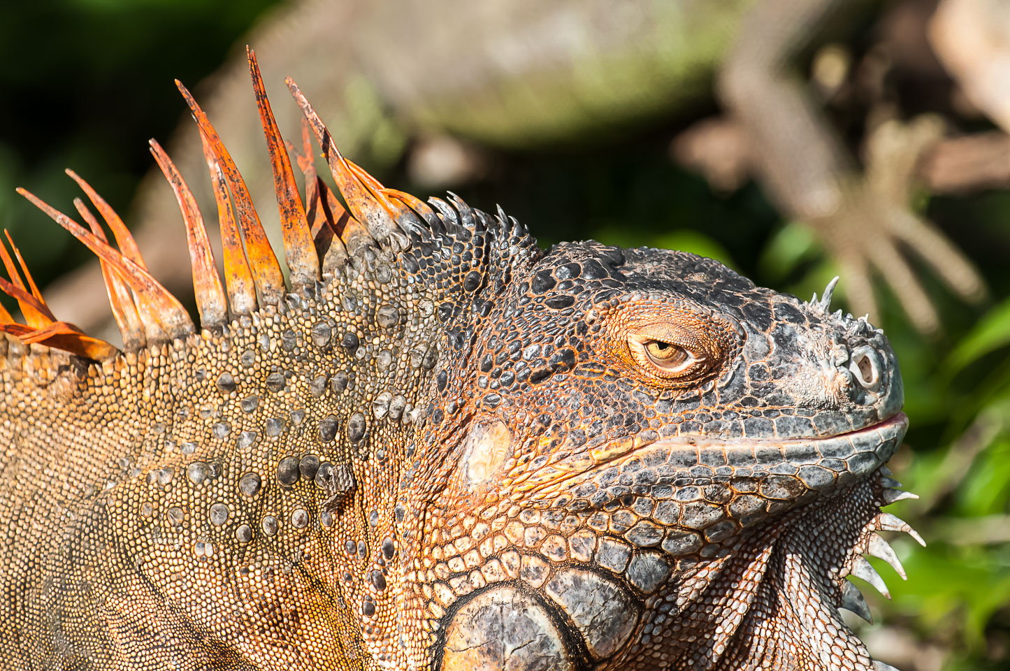 CR120530-Edit-Iguana.jpg