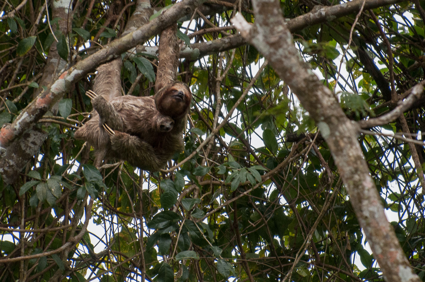 CR120561-Edit-Three-toed-Sloth.jpg